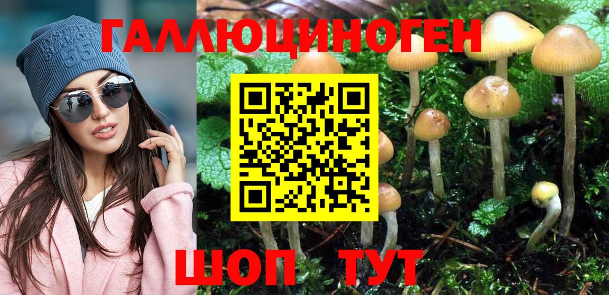 Галлюциногенные грибы Psilocybine cubensis Сегежа